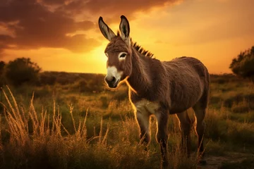 Tuinposter Rustic Donkey field sunset. Cute summer rural. Generate Ai © juliars