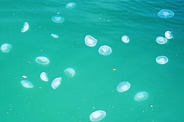 The sea where jellyfish swim