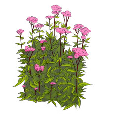Dessin Eupatorium cannabinum 