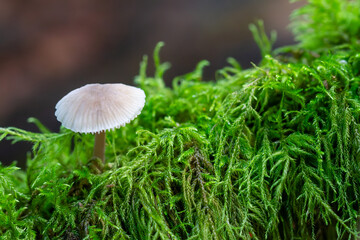 Mushroom growing in moss