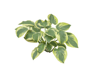 Hosta variegata PNG 