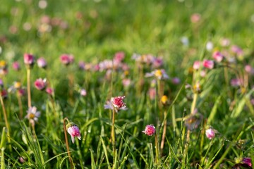 flowers in the grass