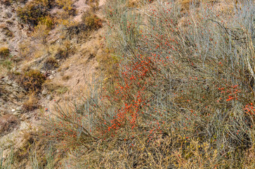 Ephedra bushes in Tian Shan mountains (Chimgan, Uzbekistan)