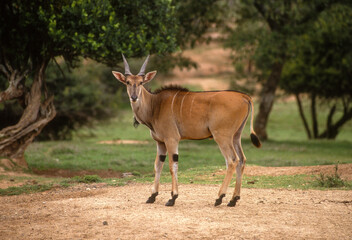 Naklejka na ściany i meble Eland du cap, Common eland, Taurotragus oryx, Parc national de Maralal, Kenya
