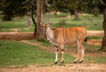 Naklejka na ściany i meble Eland du cap, Common eland, Taurotragus oryx, Parc national de Maralal, Kenya