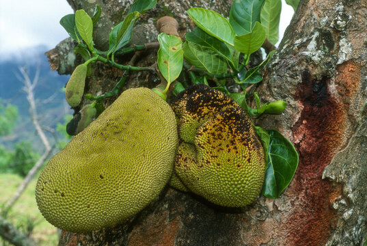 Jacquier, Artocarpus integrifolia