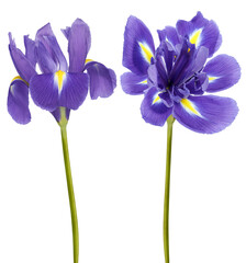 Set  irises  flowers   on  isolated background with clipping path. Closeup..    Transparent background.  Nature.