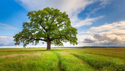Fototapeta na wymiar lonely green oak tree in the field