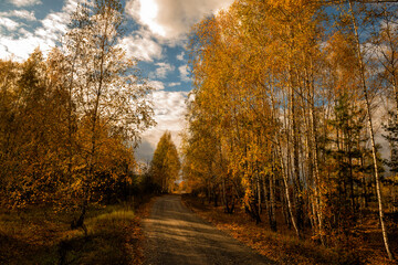 Obraz premium Dirt road in an autumn birch forest. Beautiful sunny day