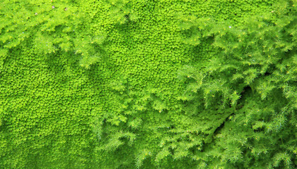 green nature texture - obrazy, fototapety, plakaty