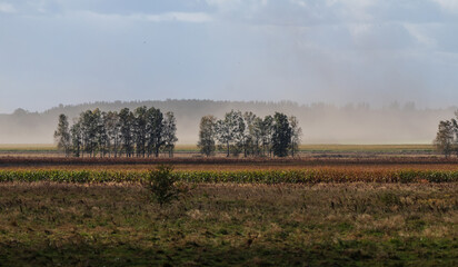 Natural phenomenon. Very strong wind, dust, sand. Corn fields, forest, isolated grove of trees. Dry summer. Peat bogs