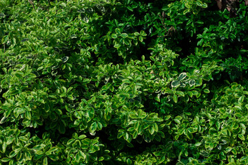 A close-up of a hedge. Bushes, green leaves, lush greenery backyard nature background