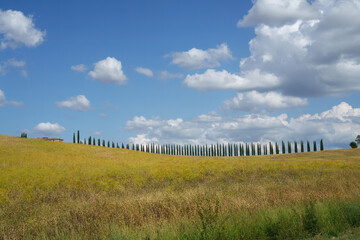 Obraz premium Rural landscape in Tuscany near San Quirico d Orcia