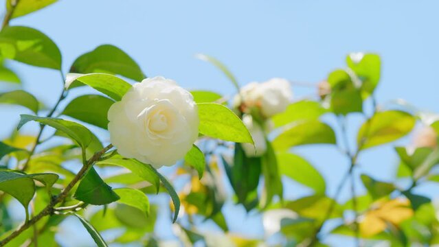 Camellia Japonica Alba Plena. Species Of Camellia. Rose Form Flower In Garden Bloom Under Sun. Close up.