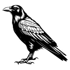black raven bird in different poses cartoon crow design flat vector animal illustration isolated on white background.