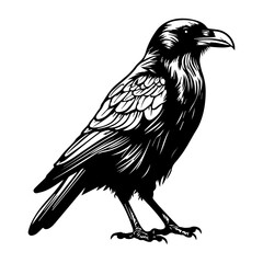 black raven bird in different poses cartoon crow design flat vector animal illustration isolated on white background.