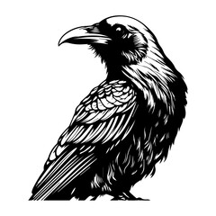 black raven bird in different poses cartoon crow design flat vector animal illustration isolated on white background.