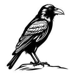black raven bird in different poses cartoon crow design flat vector animal illustration isolated on white background.
