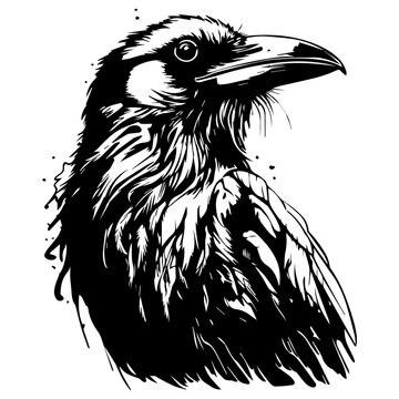 recommend clip art: black raven bird in different poses cartoon crow design flat vector animal illustration isolated on white background.
