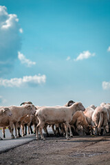 A herd of sheep on grazing walking along the way - obrazy, fototapety, plakaty