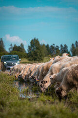 A herd of sheep in the middle of the road drinking water from a puddle