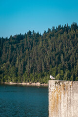 A bird sitting on the shore of the wall on the lake
