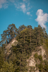 The slope of the top with growing trees on the shores of the lake