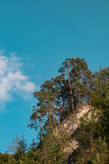 The slope of the top with growing trees on the shores of the lake in Czorsztyn, Jezioro Czorsztyńskie 
