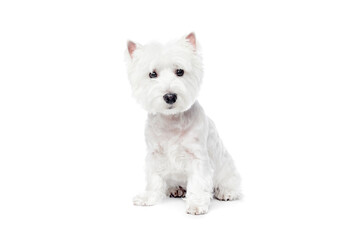 Calm, beautiful, purebred dog, west highland white terrier sitting and looking isolated on white studio background