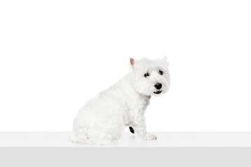 Funny, adorable, calm dog, purebred west highland white terrier isolated on white studio background