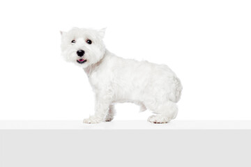Cute, adorable, funny purebred doggie, little west highland white terrier standing isolated on white studio background