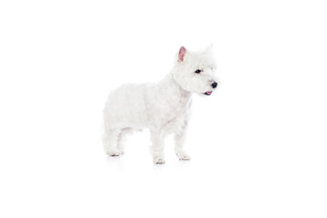Adorable, calm, beautiful purebred dog, west highland white terrier standing isolated on white studio background