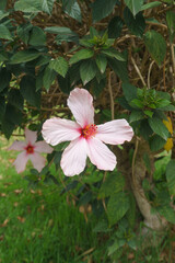 Pink hibiscus flower in the garden with green leaf background