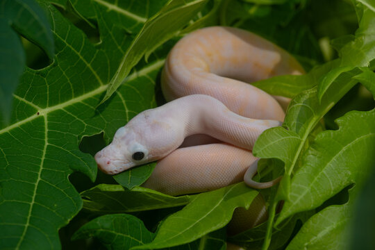 a baby leucistic reticulated python, malayopython reticulatus, on a papaya leaves with natural bokeh background