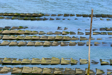 Oyster bed sacks being revealed at low tide at Cap Ferret in Arcachon Bay, France
.