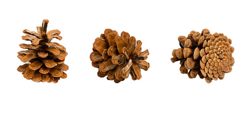 Set of pine fir cones isolated on trasparent background