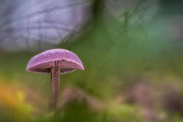 Amethyst Mushroom