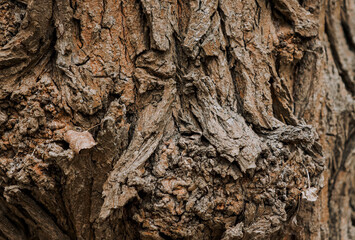 Background, texture of the uneven bark of a brown tree in the forest. Nature photography, abstraction, close-up.