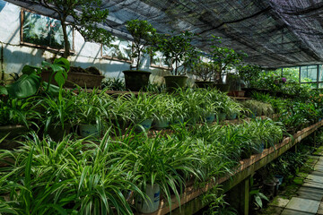 Lushan Tourism, Jiangxi province, China