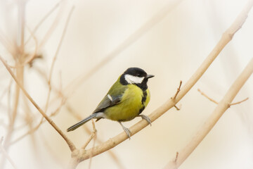 a great tit on a branch