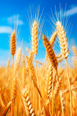 Ears of wheat in a wheat field. Generative AI,