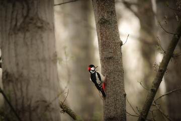 woodpecker on tree