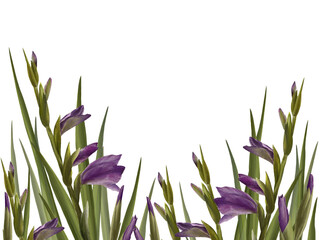 Watercolor gladioluses plant. Floral frame with violet flowers, buds and leaves Hand painted isolated illustration on white background. Botanical design for wedding, invitations and greeting cards