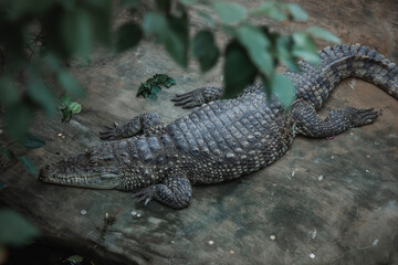 Top view of a crocodile resting on the ground