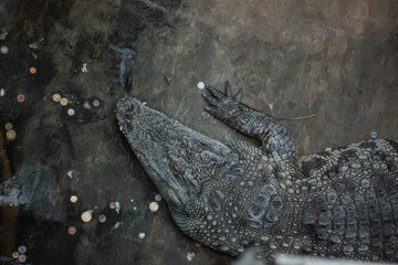 Top view of a crocodile resting on the ground