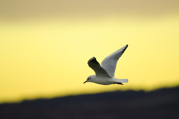 seagull in flight