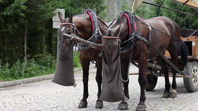 Horse harness with cart in mountain forest. Traditional transport for tourists in Morskie Oko, Poland. Harnessed horses eat food from bags