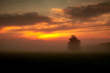Landscape Image of the morning atmosphere in a rice field filled with fog and dust with golden sunlight and a large tree in the middle of the rice field.