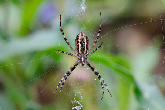 Argiope bruennichi spider close-up in the center of the web. Striped Wasp spider - macro photography of an insect in the wild