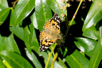 Painted Lady (Vanessa cardui) butterfly perched on a white flower in Zurich, Switzerland